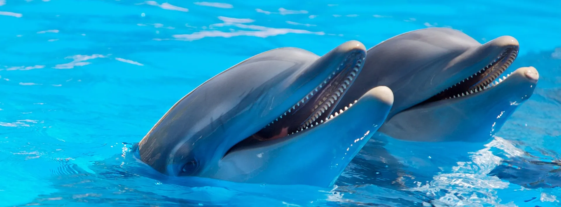 Delfines en una piscina